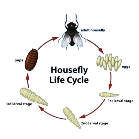 lifecicle-fly